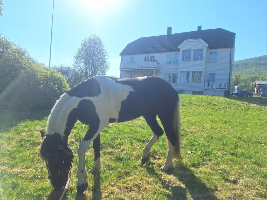 Privat Leilighet Pa Gard Med Badstue Og Nordlys Narvik Exteriér fotografie