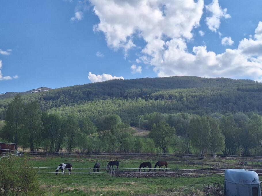 Privat Leilighet Pa Gard Med Badstue Og Nordlys Narvik Exteriér fotografie