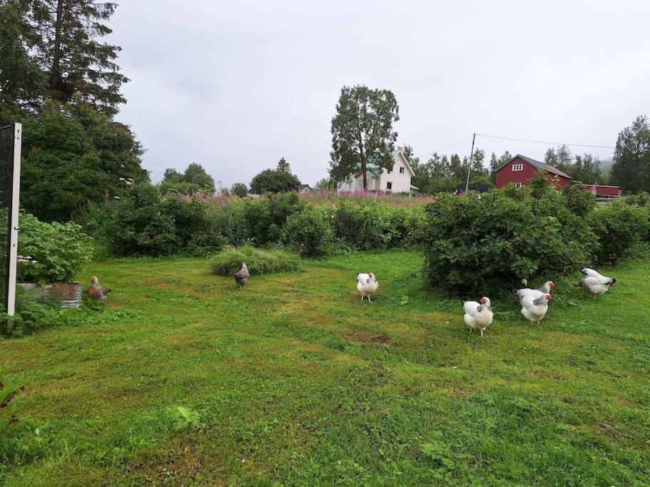 Privat Leilighet Pa Gard Med Badstue Og Nordlys Narvik Exteriér fotografie