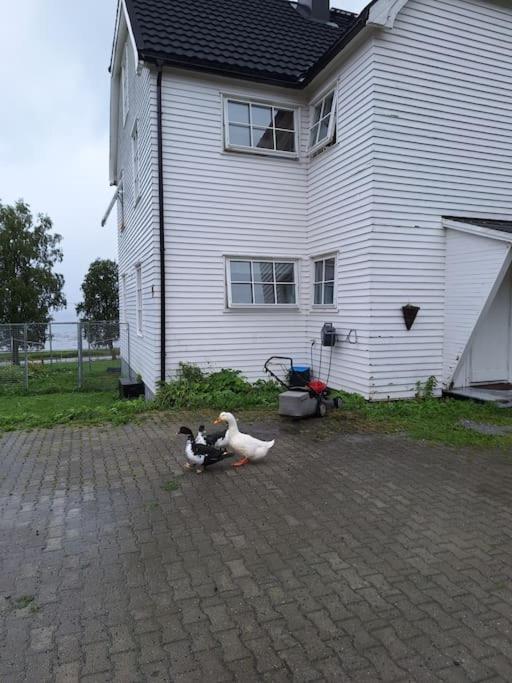 Privat Leilighet Pa Gard Med Badstue Og Nordlys Narvik Exteriér fotografie