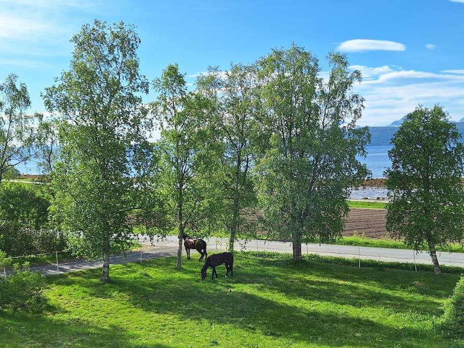 Privat Leilighet Pa Gard Med Badstue Og Nordlys Narvik Exteriér fotografie